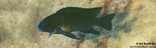 Pseudotropheus sp. &#39;elongatus kirondo&#39;
