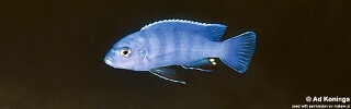 Pseudotropheus sp. &#39;kingsizei tumbi&#39;