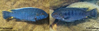 Pseudotropheus sp. &#39;lucerna blue mozambique&#39;