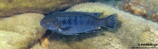 Pseudotropheus sp. &#39;lucerna blue mozambique&#39; Chuanga