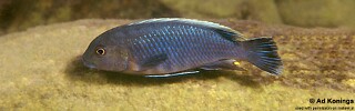 Pseudotropheus sp. &#39;lucerna blue mozambique&#39; Gome