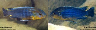 Pseudotropheus sp. &#39;lucerna blue tanzania&#39;