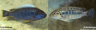 Pseudotropheus sp. &#39;lucerna fin spot&#39;
