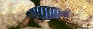 Pseudotropheus sp. &#39;minutus tanzania&#39; Lupingu