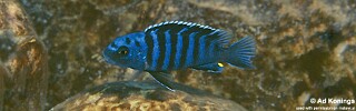 Pseudotropheus sp. &#39;minutus tanzania&#39; Manda