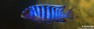 Pseudotropheus sp. &#39;minutus tanzania&#39; Ndonga