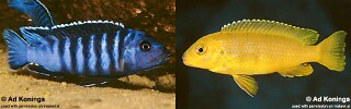 Pseudotropheus sp. &#39;ndumbi gold&#39;