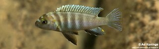 Pseudotropheus sp. &#39;perspicax likoma&#39;