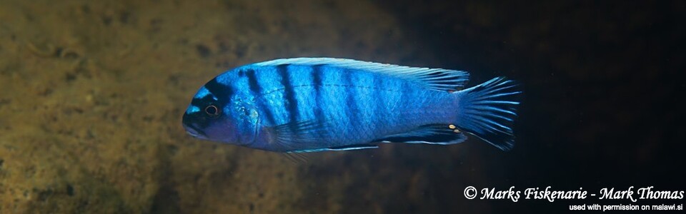 Pseudotropheus sp. 'perspicax tanzania' Thumbi Reef (Kitenge Rocks).jpg