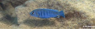 Pseudotropheus sp. &#39;perspicax tanzania&#39; Hai (Chimate) Reef