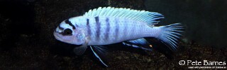 Pseudotropheus sp. &#39;perspicax tanzania&#39; Ngehe