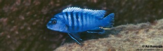 Pseudotropheus sp. &#39;perspicax tanzania&#39; Njambe