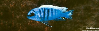 Pseudotropheus sp. &#39;perspicax tanzania&#39; Thumbi Point