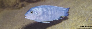 Pseudotropheus sp. &#39;sand cobalt&#39;