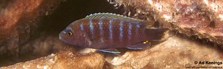 Pseudotropheus sp. &#39;thin stripe&#39;