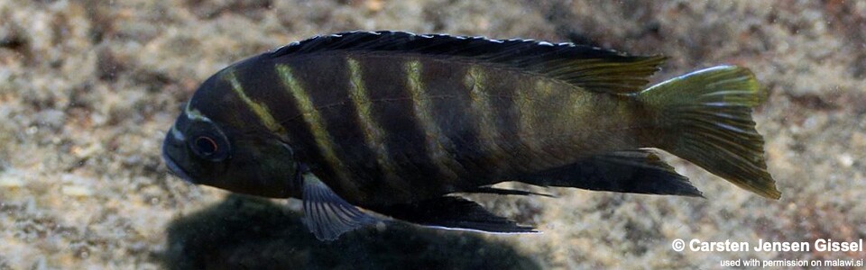 Pseudotropheus sp. 'three peaks' Three Peaks Reef