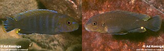 Pseudotropheus sp. &#39;variable eastern&#39;