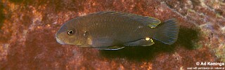 Pseudotropheus sp. &#39;variable eastern&#39; Meponda