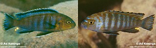 Pseudotropheus sp. &#39;variable mozambique&#39;