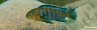 Pseudotropheus sp. &#39;variable mozambique&#39; Chiloelo