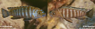 Pseudotropheus sp. &#39;variable mozambique&#39; Minos Reef