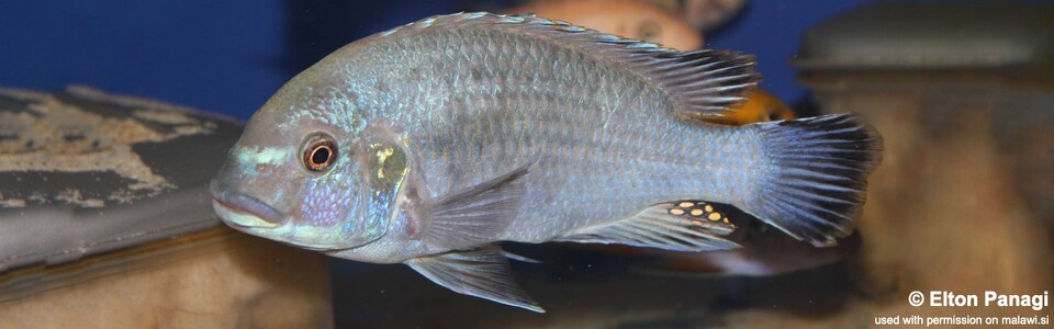 Pseudotropheus sp. 'williamsi makanjila' Mbenji Island