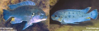 Pseudotropheus sp. &#39;williamsi makanjila&#39;