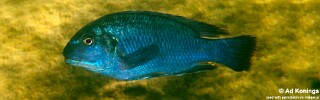 Pseudotropheus sp. &#39;williamsi makanjila&#39; Ababi Island