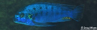 Pseudotropheus sp. &#39;williamsi makanjila&#39; Penga Penga Island