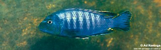 Pseudotropheus sp. &#39;williamsi maleri&#39; Namalenje Island