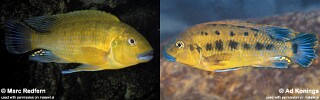 Pseudotropheus sp. &#39;williamsi north&#39;