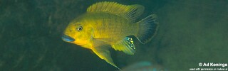 Pseudotropheus sp. &#39;williamsi north&#39; Magunga