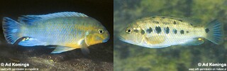 Pseudotropheus sp. &#39;williamsi north&#39; Nkhata Bay