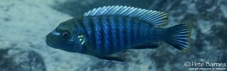 Pseudotropheus sp. 'aggressive grey' Membe Point.jpg