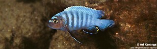 Pseudotropheus sp. &#39;polit tumbi&#39; Tumbi Point