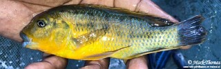 Pseudotropheus sp. 'williamsi north'.jpg