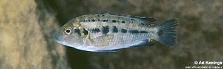 Pseudotropheus williamsi &#39;Membe Point&#39;