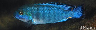 Pseudotropheus williamsi &#39;Maingano Island&#39;