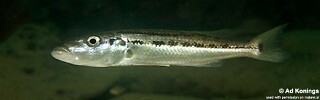 Rhamphochromis esox &#39;Gome&#39;