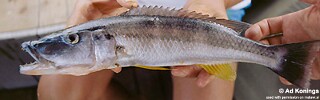Rhamphochromis esox &#39;Narungu&#39;