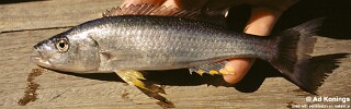 Rhamphochromis longiceps &#39;Otter Point&#39;