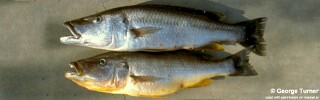 Rhamphochromis lucius &#39;Cape Maclear&#39; Rhamphochromis sp. &#39;stripe&#39; Cape Maclear