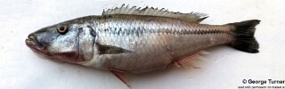 Rhamphochromis lucius Rhamphochromis sp. &#39;stripe&#39;