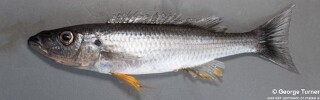 Rhamphochromis macrophthalmus Rhamphochromis sp. &#39;longiceps grey-back&#39;