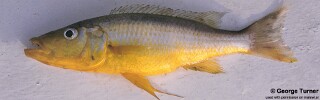 Rhamphochromis sp. &#39;longfin&#39; Rhamphochromis sp. &#39;long-fin yellow&#39;