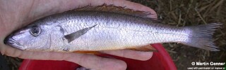 Rhamphochromis sp. &#39;longiceps yellowbelly&#39;