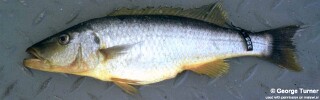 Rhamphochromis sp. &#39;maldeco&#39;
