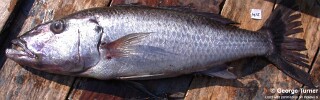 Rhamphochromis sp. &#39;nkhwazi&#39; Rhamphochromis sp. &#39;roman nose&#39; Rhamphochromis sp. &#39;big tooth&#39;