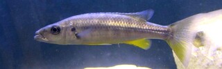 Rhamphochromis sp. &#39;chilingali&#39; Lake Chilingali