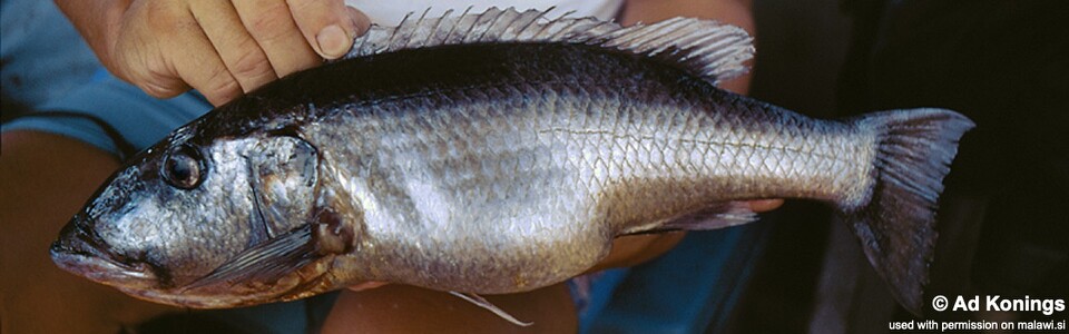 Rhamphochromis sp. 'nkhwazi' Makanjila Rocks<br><font color=gray>Rhamphochromis brevis 'Makanjila Rocks'</font>